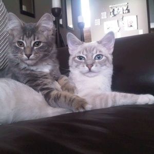 Meet your Posher, Carey